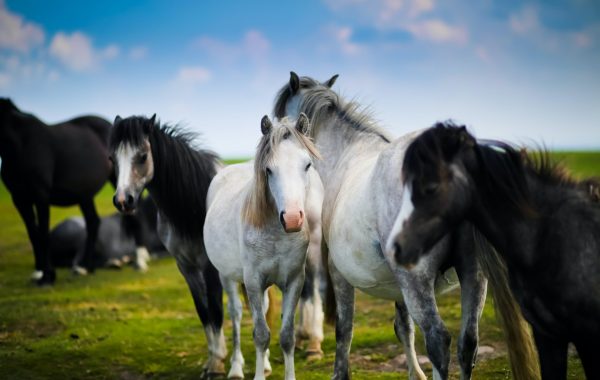 A herd of Welsh ponies